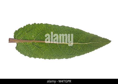 Wiesen-Salbei, Wiesensalbei, Salbei, Salvia pratensis Meadow Clary, prato salvia, salvia, La Sauge comune, la Sauge des prés. Blatt, Blätter, foglia, lea Foto Stock