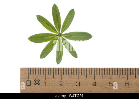 Wiesen-Labkraut, Kleinblütiges Wiesen-Labkraut, Wiesenlabkraut, Gemeines Labkraut, Klein-Wiesen-Labkraut, Blattquirl, Galium mollugo, Hedge bedstraw, Foto Stock