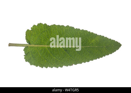 Wiesen-Salbei, Wiesensalbei, Salbei, Salvia pratensis Meadow Clary, prato salvia, salvia, La Sauge comune, la Sauge des prés. Blatt, Blätter, foglia, lea Foto Stock