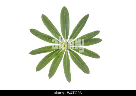 Wiesen-Labkraut, Kleinblütiges Wiesen-Labkraut, Wiesenlabkraut, Gemeines Labkraut, Klein-Wiesen-Labkraut, Blattquirl, Galium mollugo, Hedge bedstraw, Foto Stock