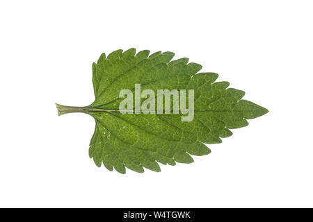 Weiße Taubnessel, Weisse Taubnessel, Lamium album, bianco ortica, morti bianche di ortica, bianco deadnettle. Blatt, Blätter, leaf, foglie Foto Stock