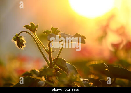 La natura meravigliosa sfondo al tramonto, close up geranio boccioli di fiori testa inferiore bianco lascia salire sotto giallo sole con la luce diretta del sole Foto Stock