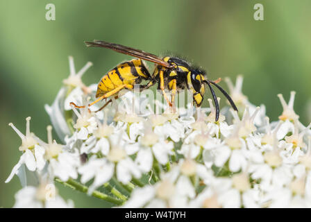 Vespula vulgaris (Common Wasp, Europeo Wasp, comune giacca gialla wasp) in estate nel West Sussex, in Inghilterra, Regno Unito. Foto Stock