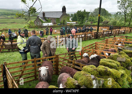 Stainmore Spettacolo delle Pecore, Cumbria, 8 giugno 2019. Herdwick e Swaledale pecore in penne per giudicare. Foto Stock