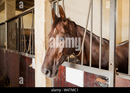 Ritratto di corsa di cavalli guardando fuori della loro scatole nel ranch stable , vista frontale . Foto Stock