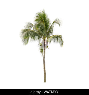 Coconut Palm tree isolato su bianco Foto Stock