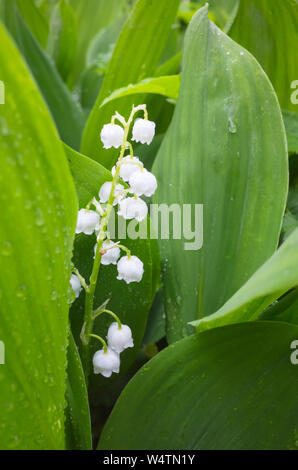 Il giglio della valle, verticale foto macro. Si tratta di un bosco di piante da fiore con dolcemente profumati, pendenti a forma di campana fiori bianchi Foto Stock