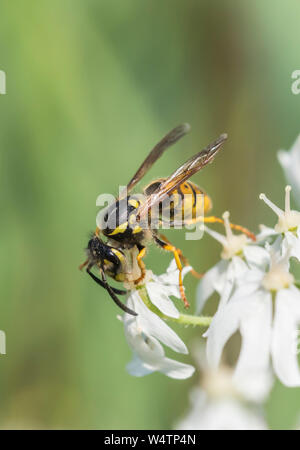 Vespula vulgaris (Common Wasp, Europeo Wasp, comune giacca gialla wasp) in estate nel West Sussex, in Inghilterra, Regno Unito. Vespe comune ritratto. Wasp verticale. Foto Stock