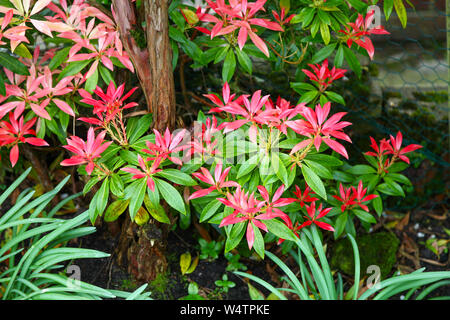 Il fiore bianco racemi e rosso la nuova crescita di germogli di foglie giovani di Sarcococca japonica "foresta fiamma' arbusto a fioritura Foto Stock