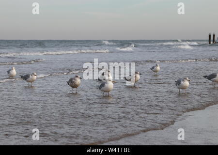Unione di aringhe del Mar Caspio e gabbiani come un gruppo a bassa marea, Westkapelle, Paesi Bassi Foto Stock