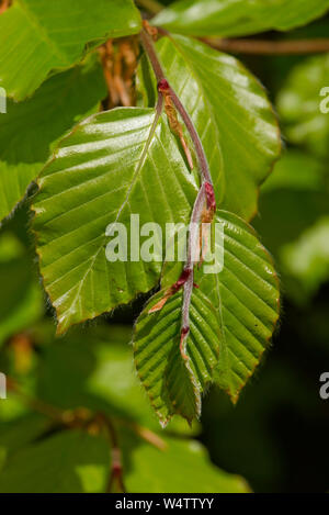Giovani foglie verdi e fusti delicati, la nuova crescita su un faggio (Fagus sylvatica) tree in primavera, Berkshire, Aprile Foto Stock