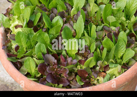 Il rosso e il verde le lattughe coltivate in un recipiente di terracotta per fornire tagliare e venire di nuovo baby foglie di lattuga per insalate Foto Stock