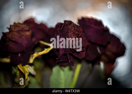 Fiori Secchi dettagliata la fotografia macro. Utile come una decorazione per interni e web-design. Dark bouquet di rose secchi. Rosa appassita in flash di luce. Foto Stock