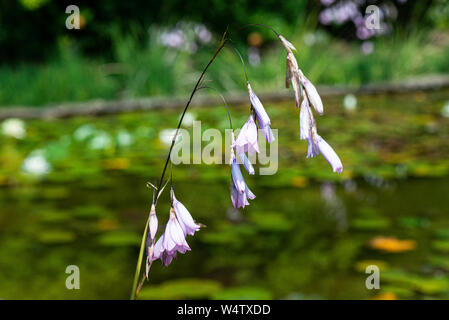 I fiori di un angelo la canna da pesca (Dierama pulcherrimum) Foto Stock