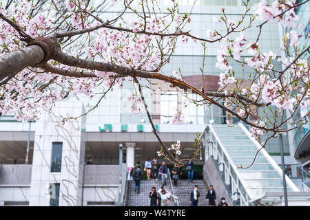 Tokyo, Giappone - 22 Marzo 2019: Vista di rosa fiori di ciliegio o ramo Sakura nella stagione primaverile in via della stazione JR di Shinjuku a Tokyo, in Giappone. Foto Stock