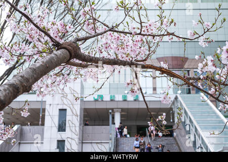 Tokyo, Giappone - 22 Marzo 2019: Vista di rosa fiori di ciliegio o ramo Sakura nella stagione primaverile in via della stazione JR di Shinjuku a Tokyo, in Giappone. Foto Stock