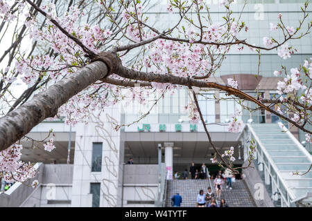 Tokyo, Giappone - 22 Marzo 2019: Vista di rosa fiori di ciliegio o ramo Sakura nella stagione primaverile in via della stazione JR di Shinjuku a Tokyo, in Giappone. Foto Stock