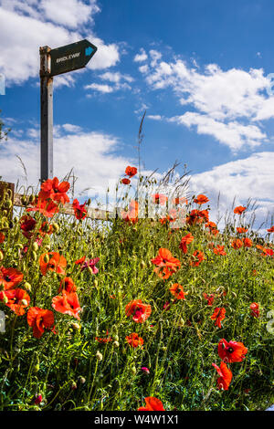 Backlit papavero (Papaver rhoeas) e un segno Bridleway nella campagna estiva. Foto Stock