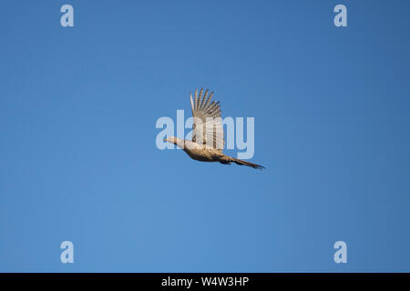 Vista laterale di una gallina fagiana in volo Foto Stock