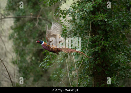 Fagiano maschio volando attraverso il bosco, vista laterale Foto Stock