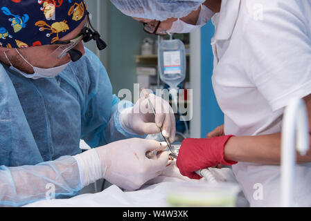 I medici di eseguire una operazione in una clinica dentale. Foto Stock