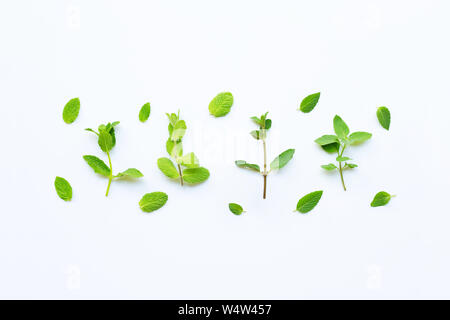 Diversi tipi di menta su sfondo bianco Foto Stock