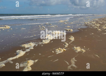 Phaeocystis, clade di alghe, lungo il mare del Nord sulla spiaggia Foto Stock