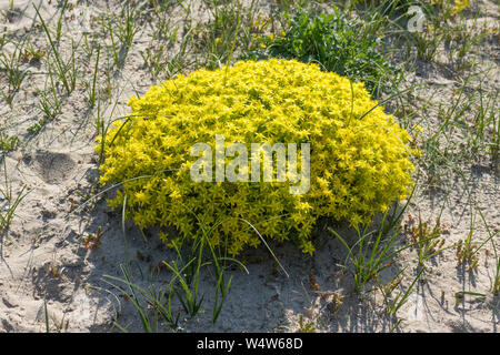 Fioritura giallo sedum acre piante che crescono nelle dune di sabbia Foto Stock