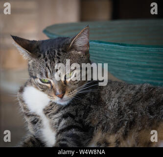 Close up di un gatto adulto Chillin' Out Foto Stock