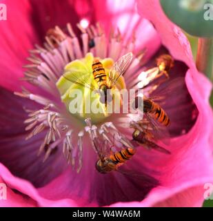 Macro shot di hover fly avanzamento sul papavero rosa Foto Stock