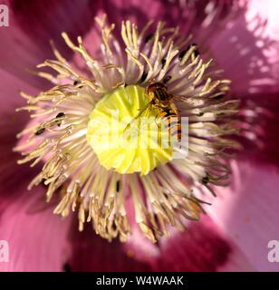 Macro shot di hover fly avanzamento sul papavero rosa Foto Stock