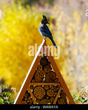 Un Steller Jay si siede sul picco di forma triangolare struttura in legno. Il tardo pomeriggio leggero fornisce punti di luce e ombre. Foto Stock