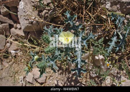 Thistle con fiore giallo sul terreno polveroso Foto Stock