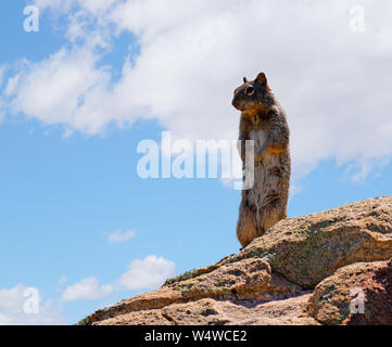 Un deserto Mama Scoiattolo si erge sulle sue zampe posteriori per ottenere una vista migliore Foto Stock