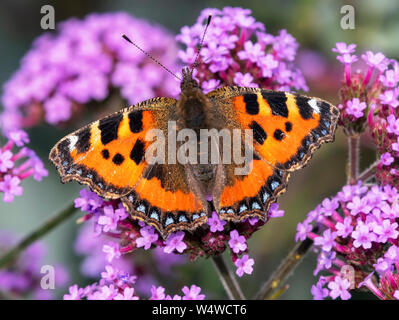 Una bella appena emerso piccola tartaruga butterfly (Aglais urticae) poggia su di un fiore di Verbena assorbendo il calore dal sole che si alimenta Foto Stock