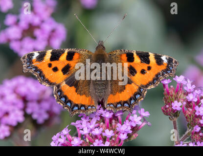 Una bella appena emerso piccola tartaruga butterfly (Aglais urticae) poggia su di un fiore di Verbena assorbendo il calore dal sole che si alimenta Foto Stock