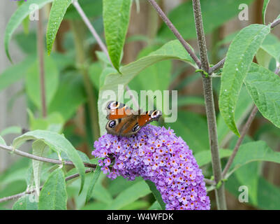 Farfalla pavone avanzamento sul fiore di Buddleja bush Foto Stock