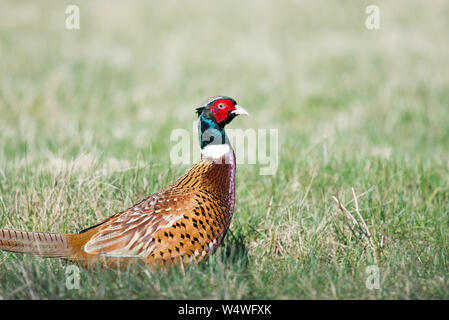 Uccello maschio di un comune fagiano, Phasianus colchicus Foto Stock