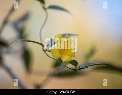 Carolina Jessamine fiorente vite in North Florida. Foto Stock