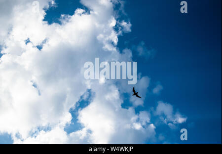 Bird battenti contro il bianco luminoso con soffici nuvole su un cielo blu. Foto Stock