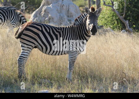 Zebra in Zimbabwe Foto Stock