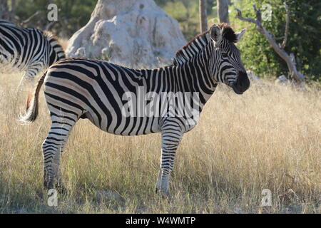 Zebra in Zimbabwe Foto Stock