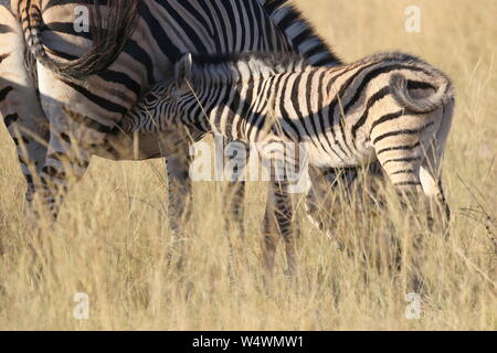 Zebra in Zimbabwe Foto Stock