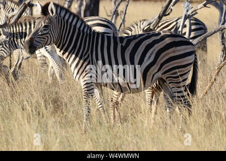 Zebra in Zimbabwe Foto Stock