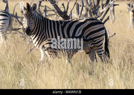 Zebra in Zimbabwe Foto Stock