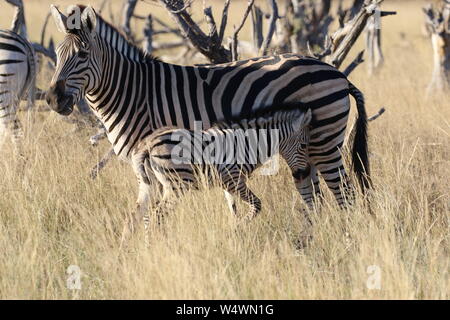 Zebra in Zimbabwe Foto Stock