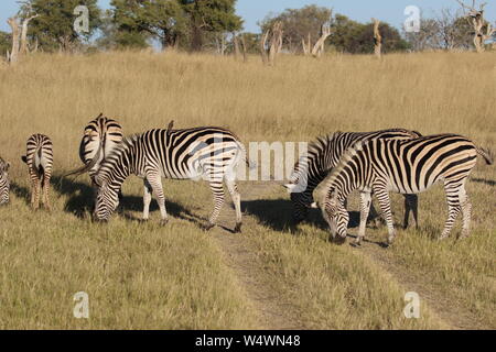 Zebra in Zimbabwe Foto Stock