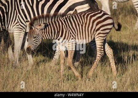 Zebra in Zimbabwe Foto Stock