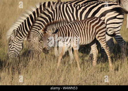 Zebra in Zimbabwe Foto Stock