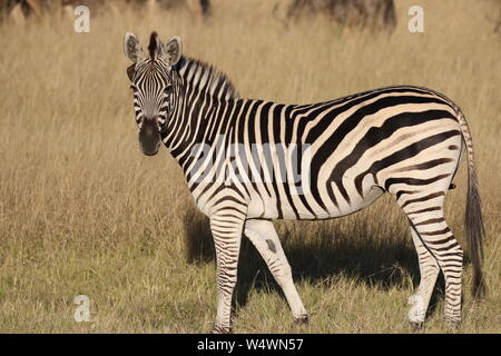 Zebra in Zimbabwe Foto Stock